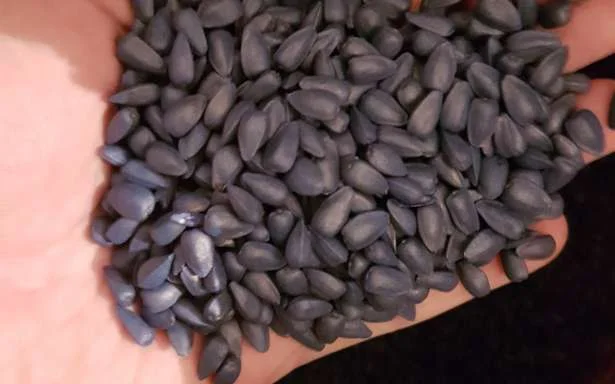 Семена подcолнечника NEWTON - фото № 8