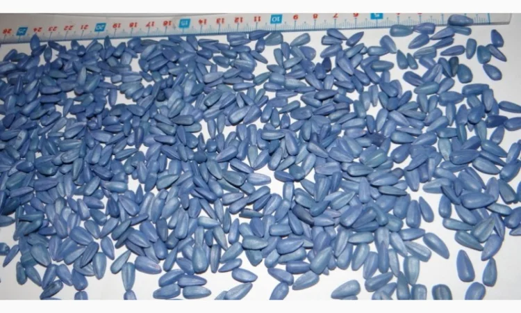 Семена подсолнечника "ИМЕРИЯ КС*" (КОССАД СЕМАНС) - фото № 5