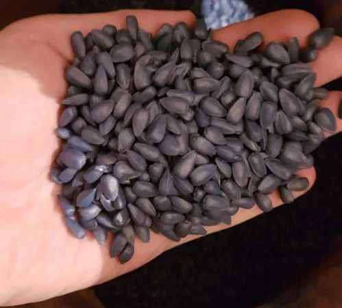 Гибрид кондитерского подсолнечника SATTON 136 насіння соняшника семена Канадские - фото № 1