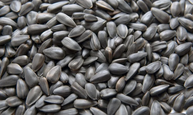 Гибрид кондитерского подсолнечника SATTON 136 насіння соняшника семена Канадские - фото № 2