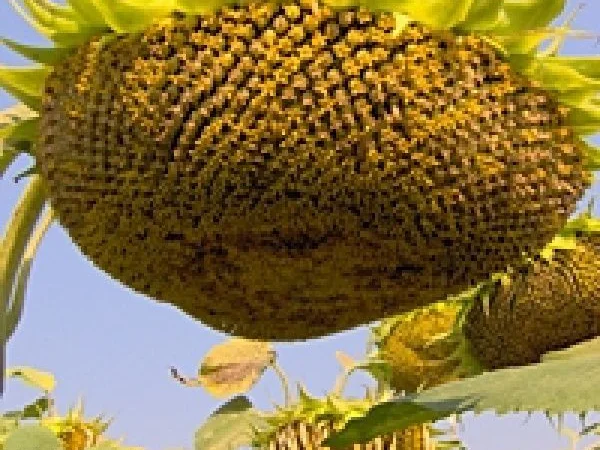 Гибрид кондитерского подсолнечника SATTON 136 насіння соняшника семена Канадские - фото № 5