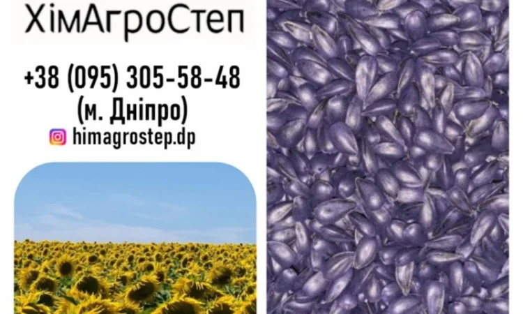 Насіння соняшника, гібрид ГУСЛЯР (повна стиглість 105 діб.) - фото № 1