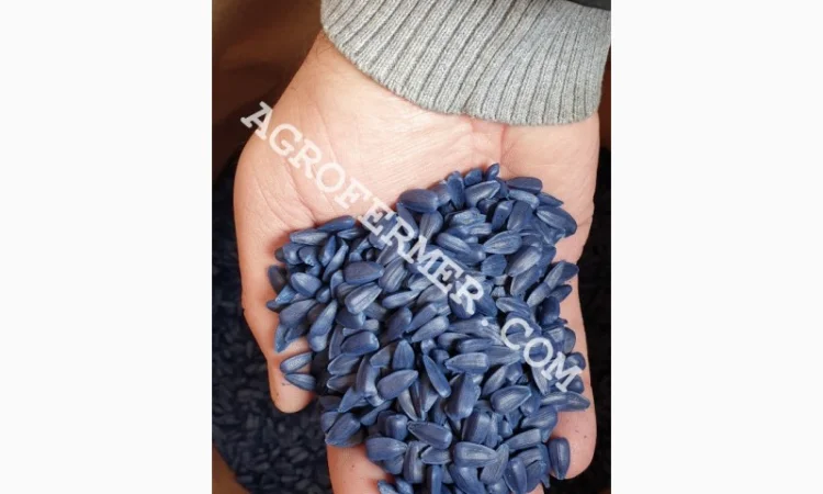 Семена подсолнечника LEBRON - фото № 1