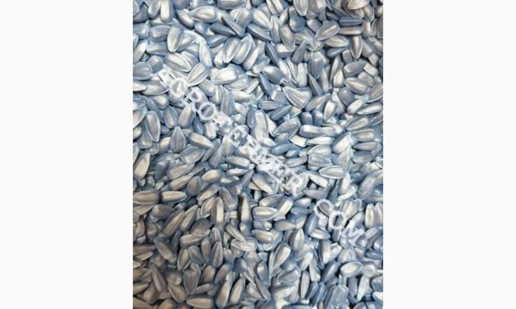 Семена подсолнечника LEBRON - фото № 3