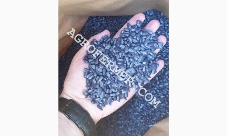 Канадский трансгенный гибрид масличного подсолнечника CARRON (под Евро Лайтинг) - фото № 1