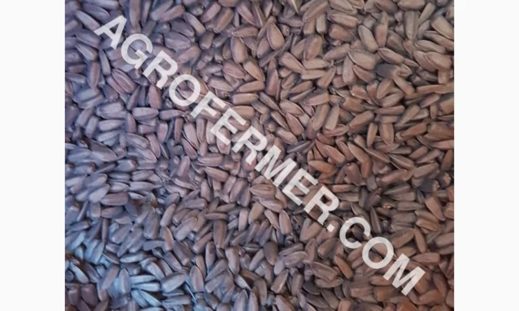 Семена подсолнечника PAYTON F 236 (под гранстар) канадский трансгенный гибрид - фото № 1