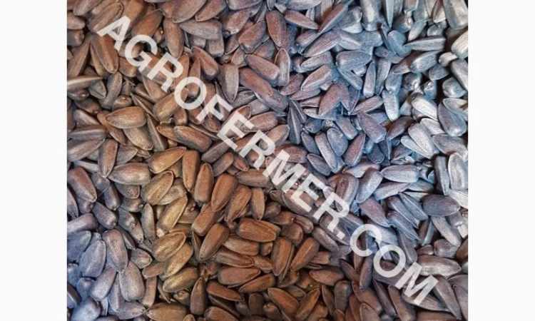 Семена подсолнечника PAYTON F 236 (под гранстар) канадский трансгенный гибрид - фото № 2