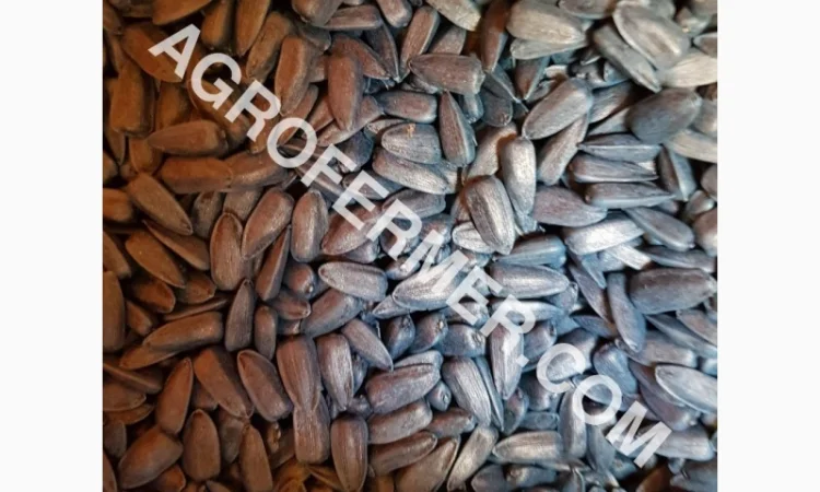 Семена подсолнечника PAYTON F 236 (под гранстар) канадский трансгенный гибрид - фото № 3