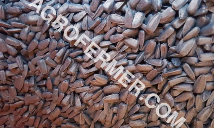 Семена подсолнечника PAYTON F 236 (под гранстар) канадский трансгенный гибрид - фото № 4