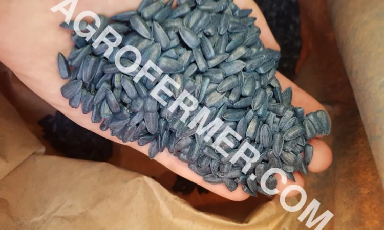 Семена подсолнечника PAYTON F 236 (под гранстар) канадский трансгенный гибрид - фото № 5