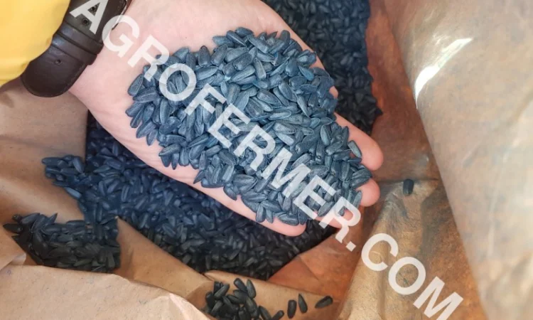 Семена подсолнечника PAYTON F 236 (под гранстар) канадский трансгенный гибрид - фото № 6