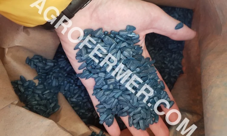 Семена подсолнечника PAYTON F 236 (под гранстар) канадский трансгенный гибрид - фото № 7