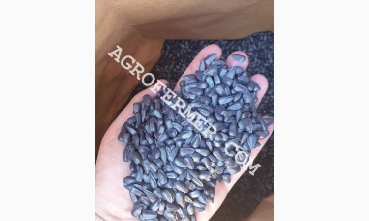 Семена подсолнечника MADOC (под евролайтинг) Канадский трансгенный гибрид - фото № 1