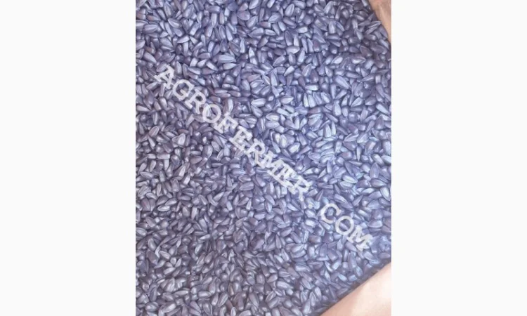 Семена подсолнечника MADOC (под евролайтинг) Канадский трансгенный гибрид - фото № 2