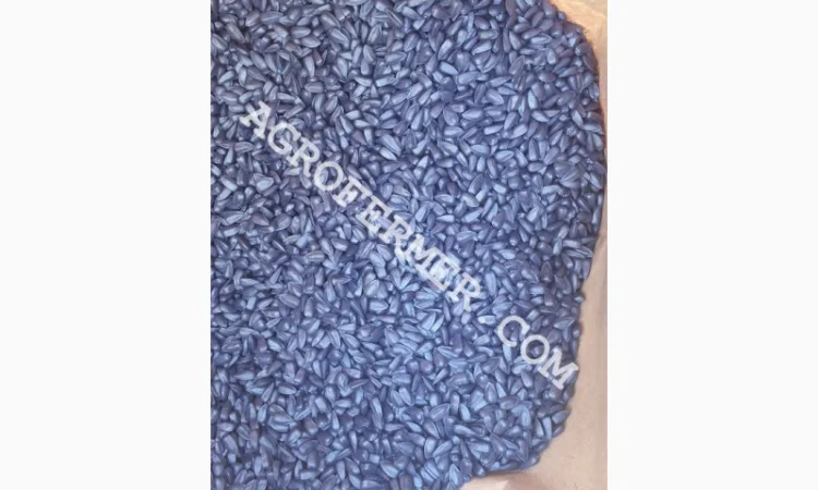 Семена подсолнечника MADOC (под евролайтинг) Канадский трансгенный гибрид - фото № 3