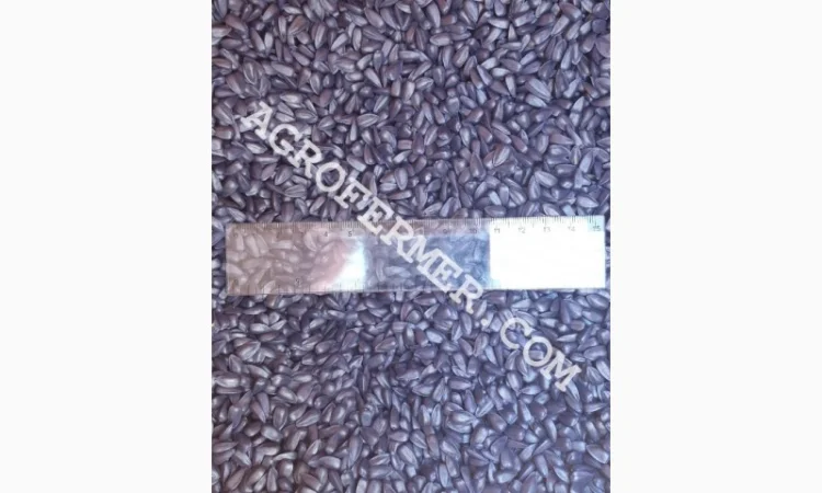 Семена подсолнечника MADOC (под евролайтинг) Канадский трансгенный гибрид - фото № 4