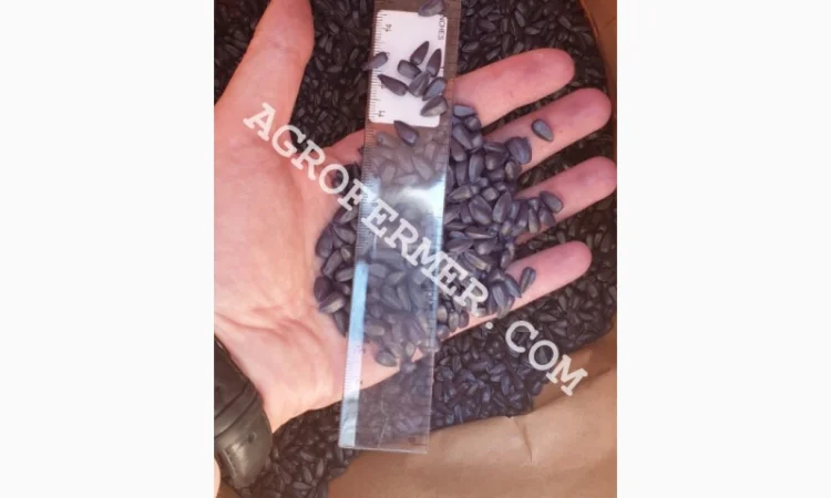 Семена подсолнечника MADOC (под евролайтинг) Канадский трансгенный гибрид - фото № 5