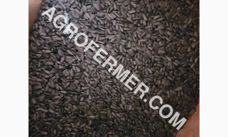 Семена масличного подсолнечника NELSON F - 699 Канадский трансгенный гибрид - фото № 1