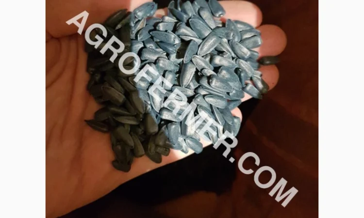 Семена масличного подсолнечника NELSON F - 699 Канадский трансгенный гибрид - фото № 2