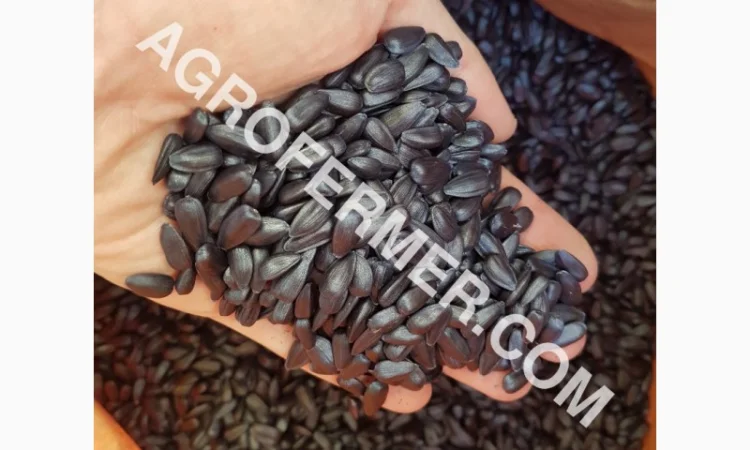 Семена масличного подсолнечника NELSON F - 699 Канадский трансгенный гибрид - фото № 3