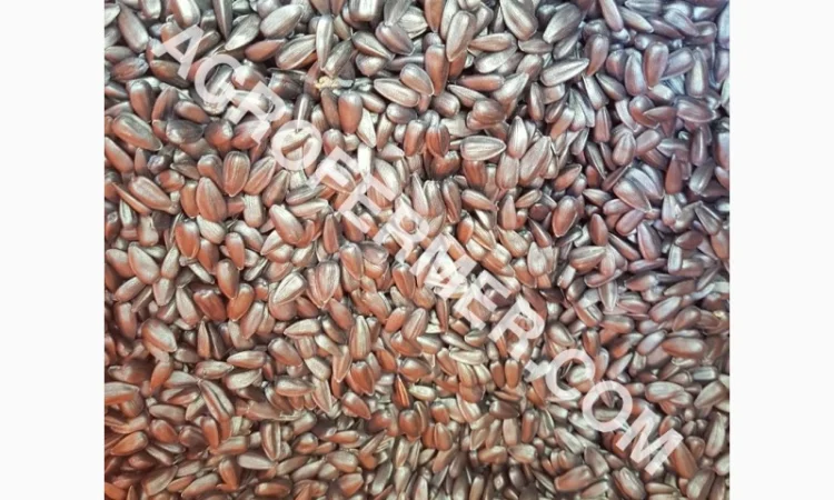 Семена масличного подсолнечника NELSON F - 699 Канадский трансгенный гибрид - фото № 4