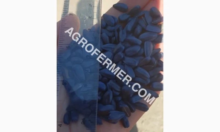 Семена масличного подсолнечника NELSON F - 699 Канадский трансгенный гибрид - фото № 5