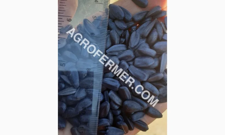 Семена масличного подсолнечника NELSON F - 699 Канадский трансгенный гибрид - фото № 6