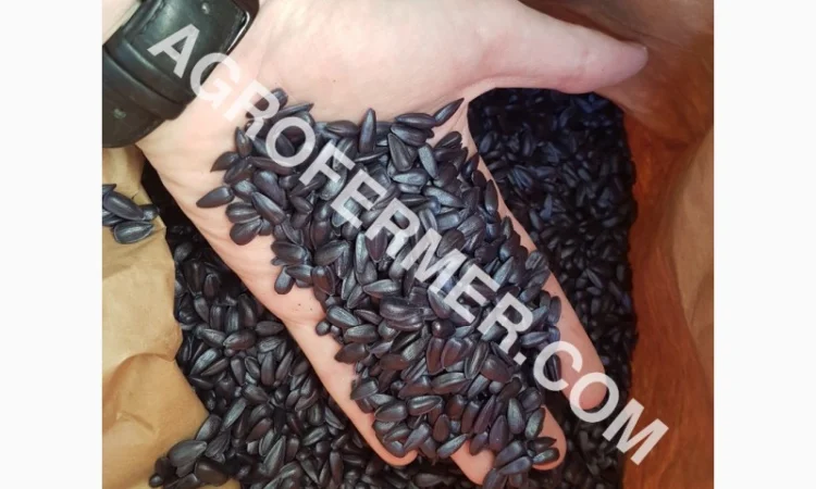 Семена масличного подсолнечника NELSON F - 699 Канадский трансгенный гибрид - фото № 7