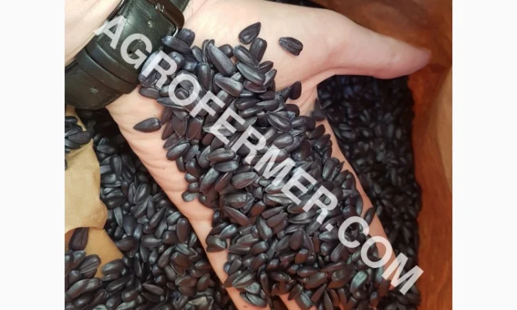 Семена масличного подсолнечника NELSON F - 699 Канадский трансгенный гибрид - фото № 8