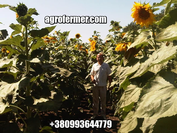 Семена подсолнечника VIKING F 696 канадский трансгенный гибрид - фото № 1