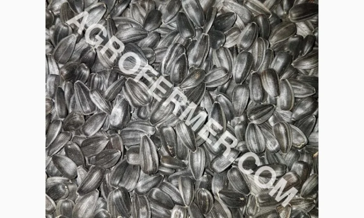 Семена подсолнечника VIKING F 696 канадский трансгенный гибрид - фото № 2