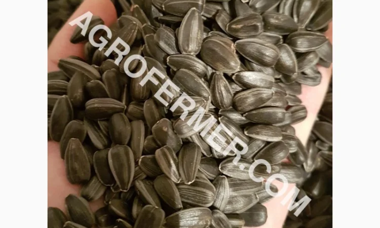 Семена подсолнечника VIKING F 696 канадский трансгенный гибрид - фото № 3