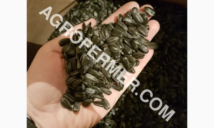 Семена подсолнечника VIKING F 696 канадский трансгенный гибрид - фото № 4