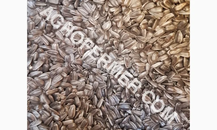 Семена подсолнечника VIKING F 696 канадский трансгенный гибрид - фото № 5