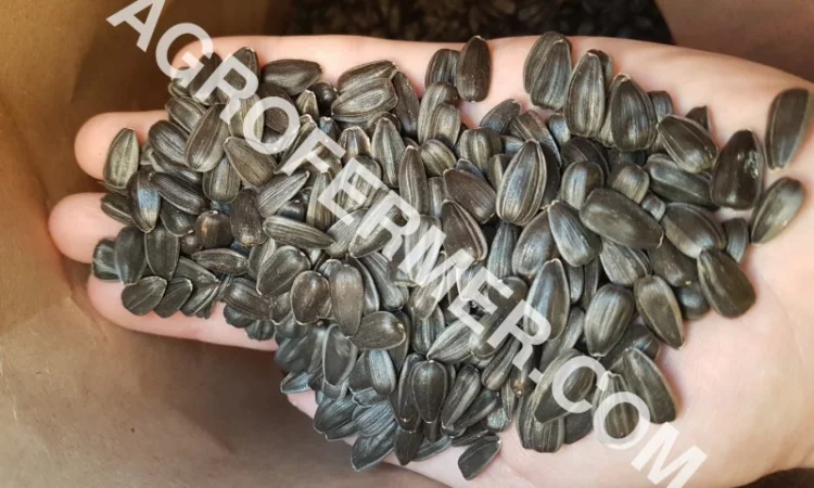 Семена подсолнечника VIKING F 696 канадский трансгенный гибрид - фото № 6