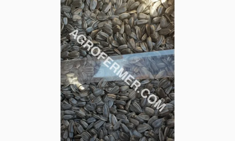 Семена подсолнечника VIKING F 696 канадский трансгенный гибрид - фото № 7