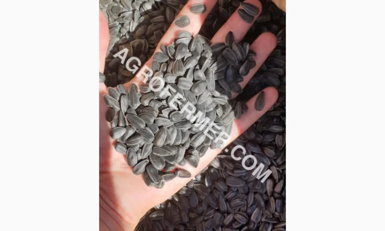 Семена подсолнечника VIKING F 696 канадский трансгенный гибрид - фото № 8