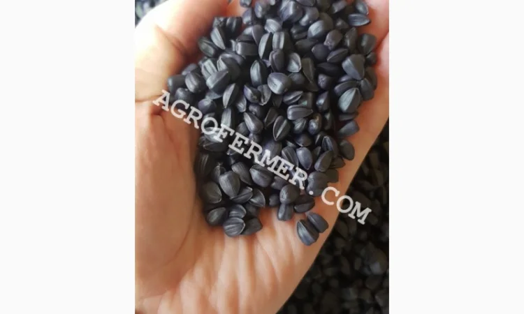 Семена подсолнечника NEWTON - фото № 1