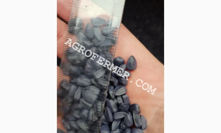 Семена подсолнечника NEWTON - фото № 2