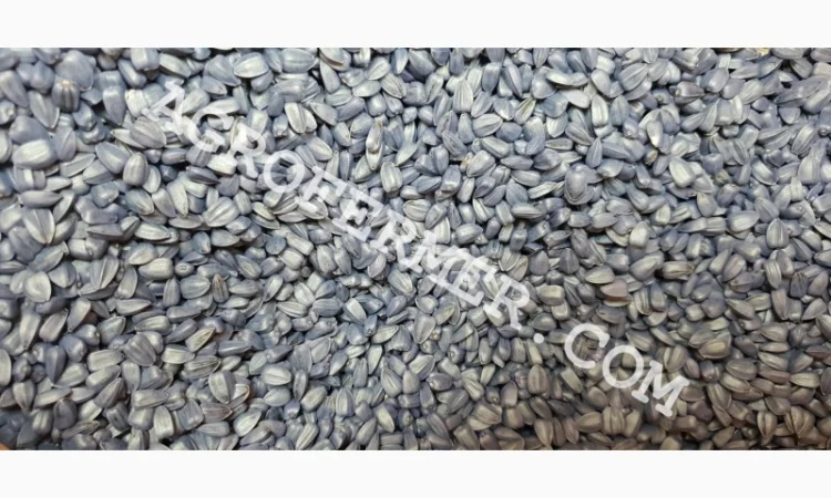 Семена подсолнечника NEWTON - фото № 4