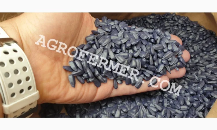 Семена подсолнечника FORK (трансгенный гибрид) в продаже - фото № 1