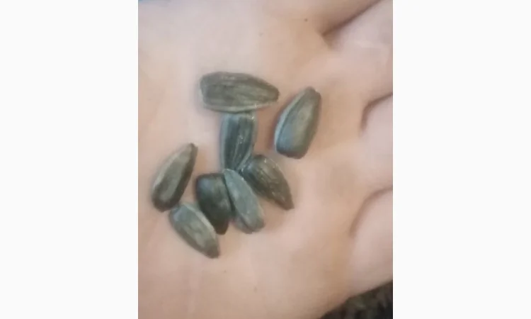 Продам насіннякондитерского подсолнуха сорт СПК - фото № 1