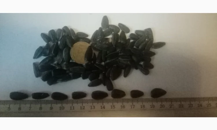 Продам насіннякондитерского подсолнуха сорт СПК - фото № 2