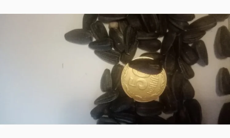 Продам насіннякондитерского подсолнуха сорт СПК - фото № 3