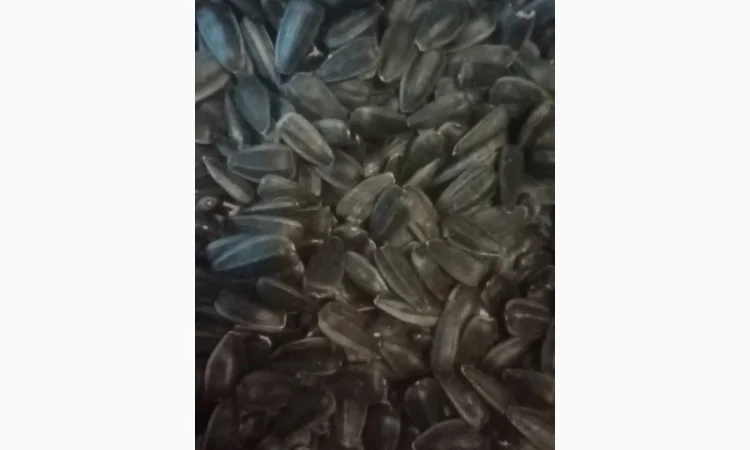 Продам насіннякондитерского подсолнуха сорт СПК - фото № 4