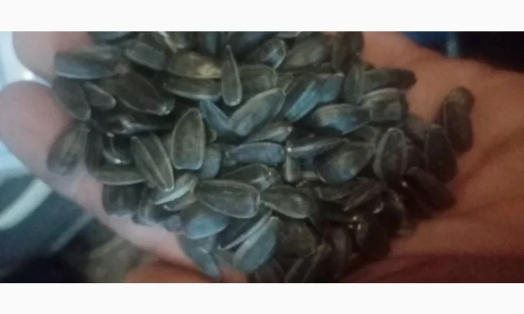 Продам насіннякондитерского подсолнуха сорт СПК - фото № 5