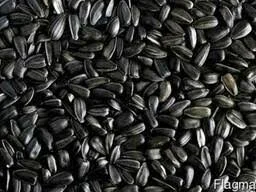 Закуповуємо соняшник з поля з місця або ваша доставка - фото № 1