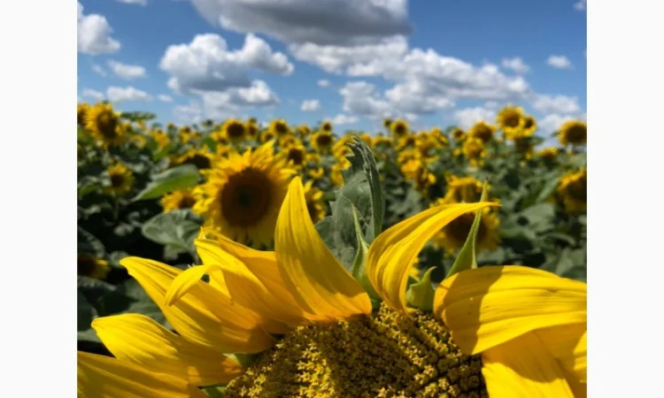 Продам Соняшник - фото № 1