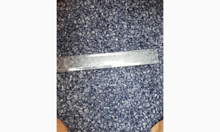 Семена подcолнечника NEWTON канадский трансгенный гибрид - фото № 1