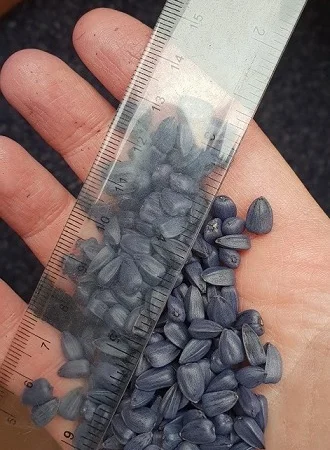 Гибрид подсолнечника NEWTON - высококачественный и надежный выбор - фото № 1